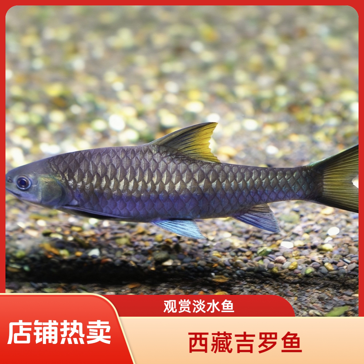 宏基渔业 稀有品种 西藏墨脱 中大型吉罗观赏鱼 青金色帅气吉罗鱼图片