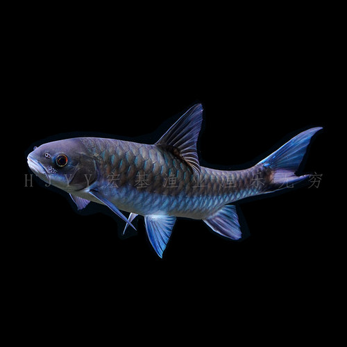 宏基渔业  蓝吉罗印度墨脱新光唇蓝吉罗活体原生鱼广温淡水观赏鱼