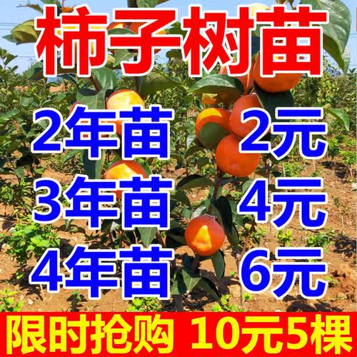 柿子树果苗南北方种植庭院果树火晶柿磨盘柿太秋阳丰脆甜柿子树苗