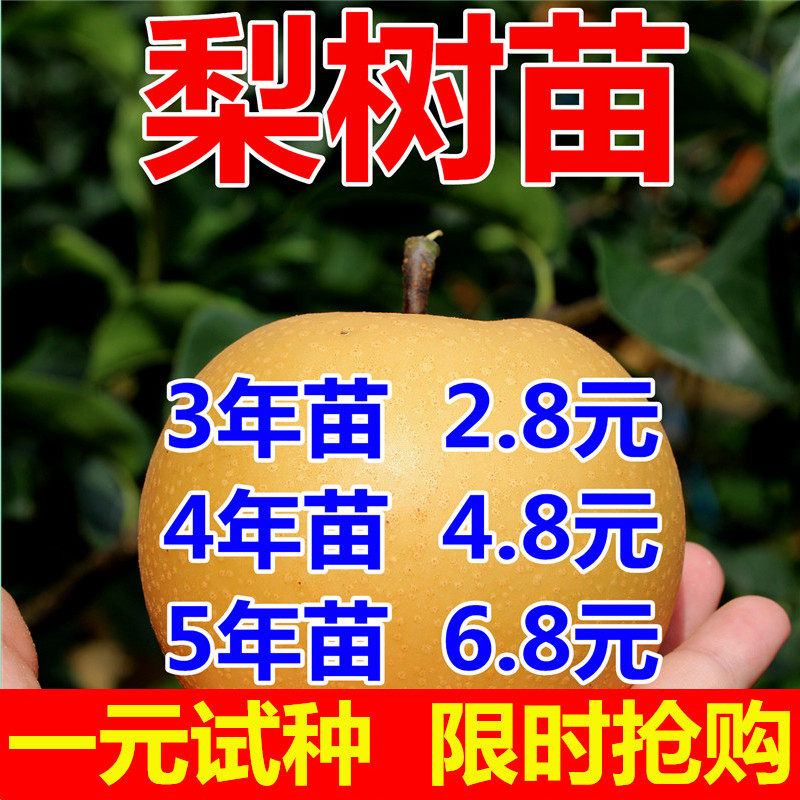 梨树果苗秋月梨嫁接树苗盆栽地栽南北方种植当年结果翠冠梨树果苗