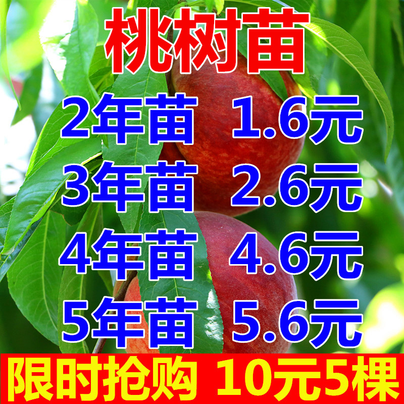 桃树果苗嫁接地栽新品种桃树南方北方种植早熟特大冬桃水蜜桃树苗