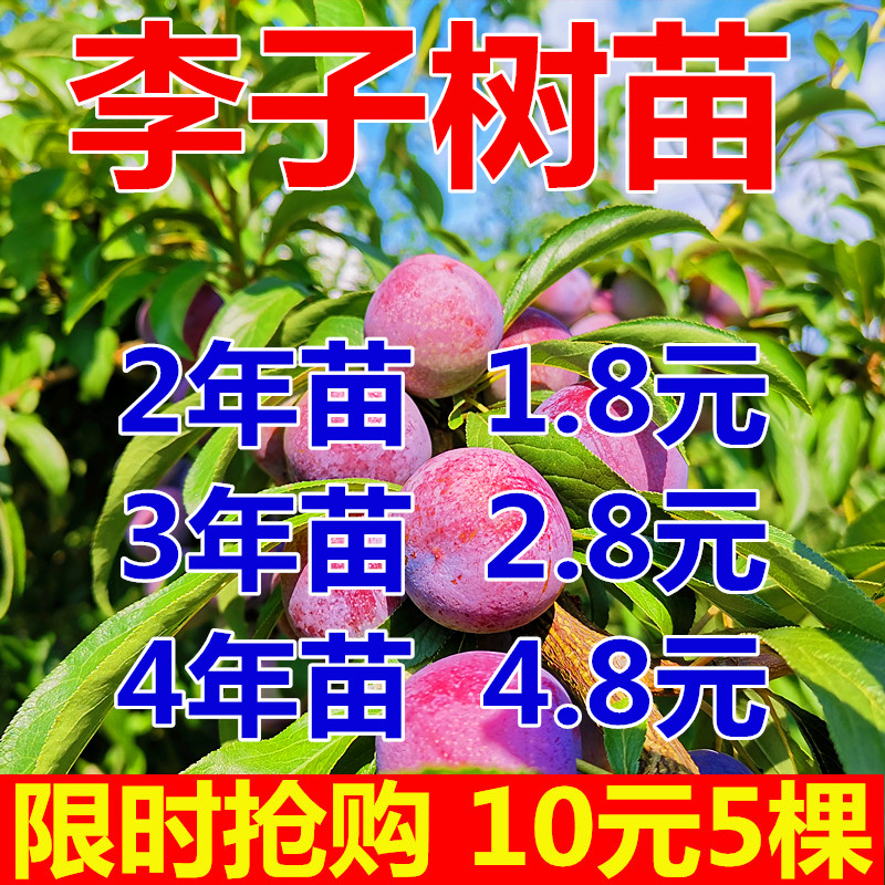 李子树苗嫁接特大蜂糖李晚熟四川脱骨青脆李南北方种果树当年结果