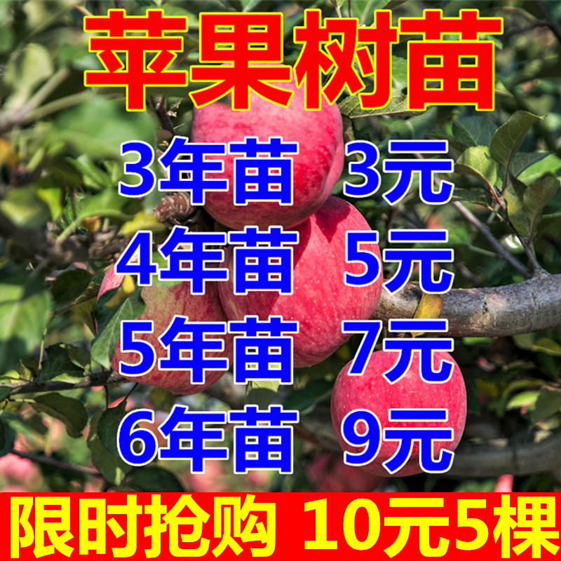苹果树果苗南北方种植盆栽地栽特大矮化果树当年结果嫁接苹果树苗图片
