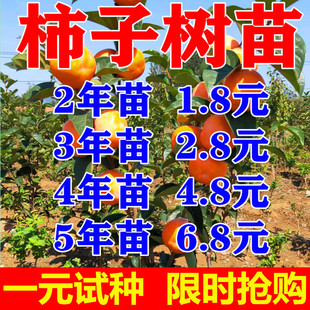 柿子树果苗南北方种植庭院果树火晶柿磨盘柿太秋阳丰脆甜柿子树苗