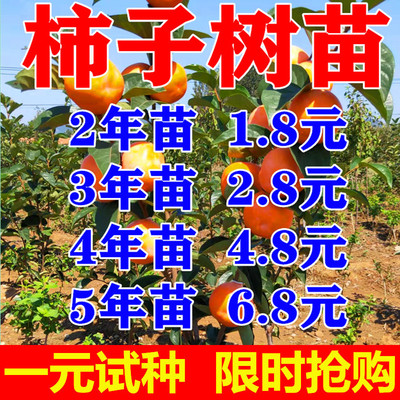 柿子树苗基地直销量大优惠