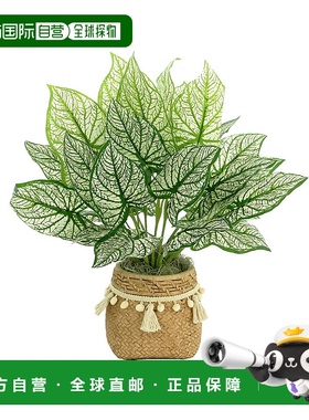 自营 Creative Displays Outdoor Calladium Bush Arrangement -