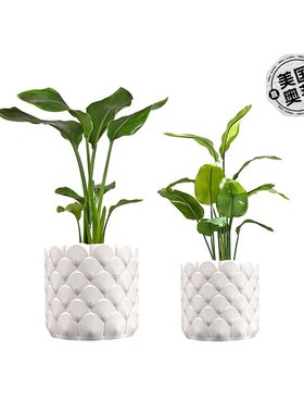 jonathan ySyrie 现代波西米亚室内海浪环保 3D 印花花盆带排水 -