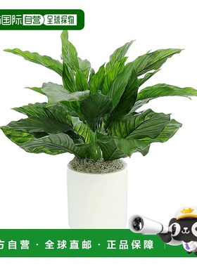 自营 creative displaysCreative 在白盆中展示受紫外线保护的 Pe