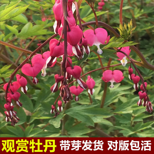 正宗牡丹花苗盆栽大苗庭院大王重瓣多层菏泽洛阳荷包牡丹秋天发货