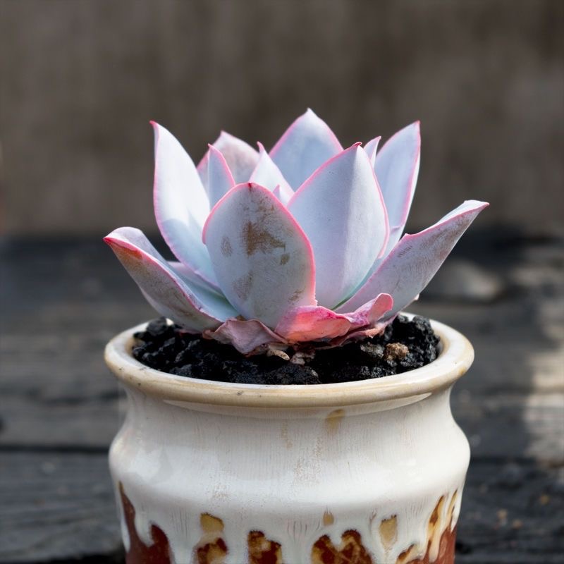 阳台广寒宫蓝光超大好桩办