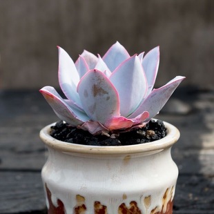 超大好养老桩植物盆栽晚霞阳台精品绿植三仙蓝办公室多肉光广寒宫