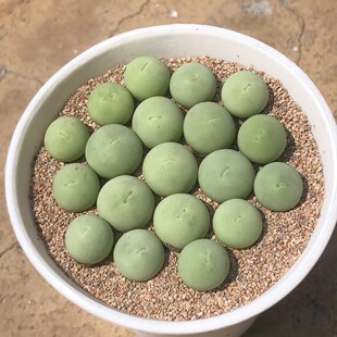 多肉植物番杏科办公室内植物鸽子蛋 肉锥生石花屁屁花石生花