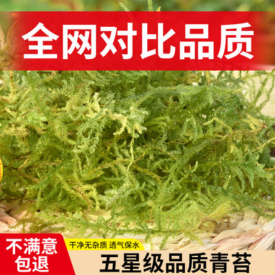 醉花兰花专用型干净无菌