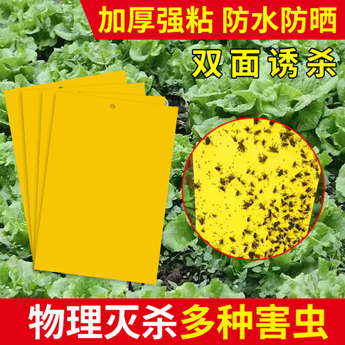小黄板粘虫板双面诱杀粘虫贴诱捕板果蝇诱捕器果园蚊子苍蝇大棚