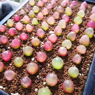 多肉植物一物一拍sh409萌肉番杏科肉锥干养草莓红灯泡铃玉