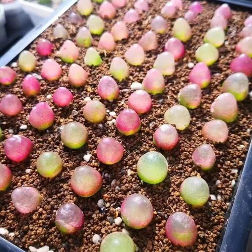 一萌肉灯泡铃玉多番杏科红