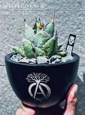 3潮流块根植物龙舌兰龟甲龙块根SRL花盆陶瓷NEIGHBORHOOD藤原浩