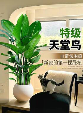 天堂鸟绿植客厅盆栽大型绿植物轻奢办公室内好养活上档次落地真树