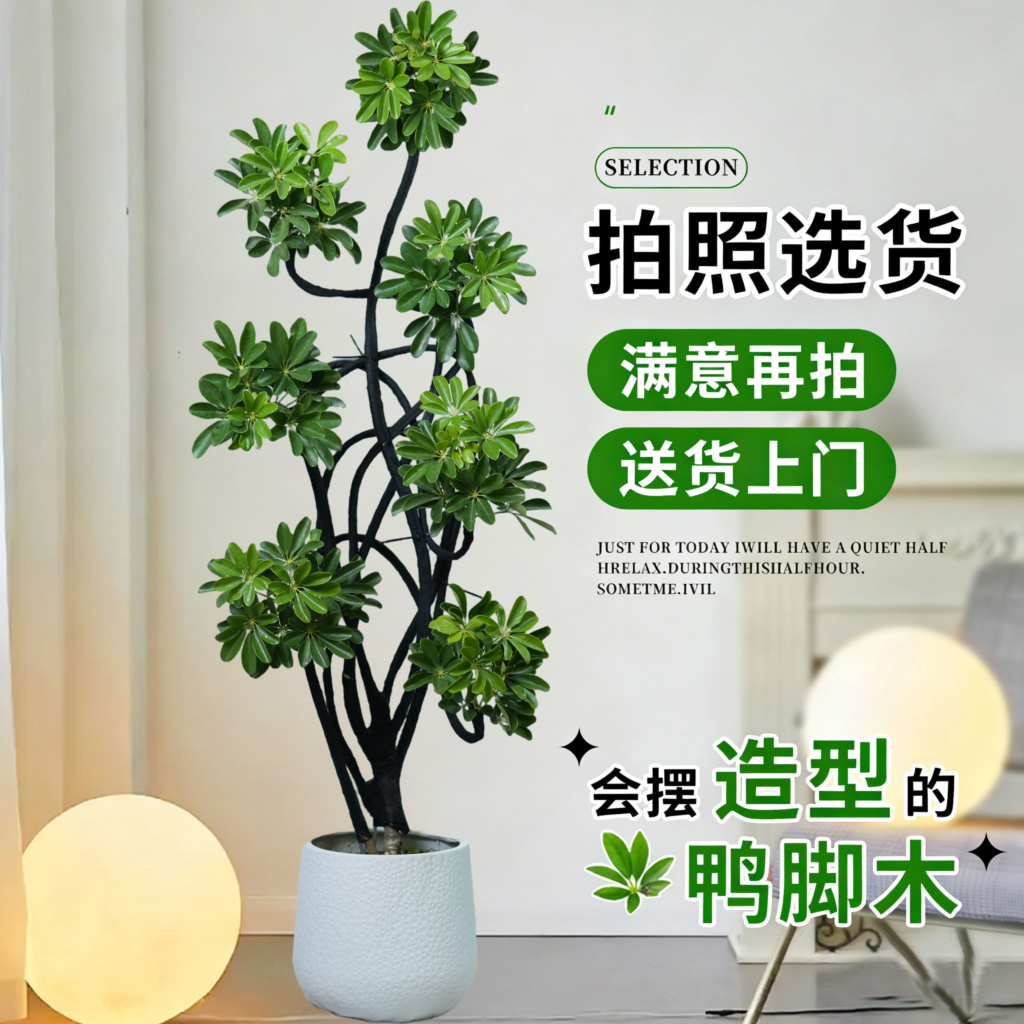造型鸭脚木客厅大盆栽鸭掌木鹅掌柴室内乔迁绿植植物大型落地四季,鲜花速递/花卉仿真/绿植园艺,大型绿植/成品组合盆栽,淘宝优惠券,粉丝福利购,淘宝优惠卷