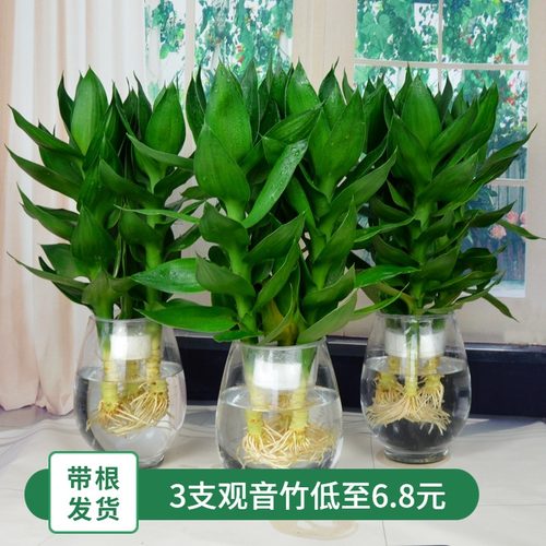 办公室富贵竹观音竹水培带根竹子