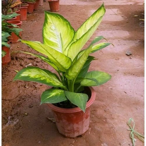 万年青花价格 万年青花图片 星期三