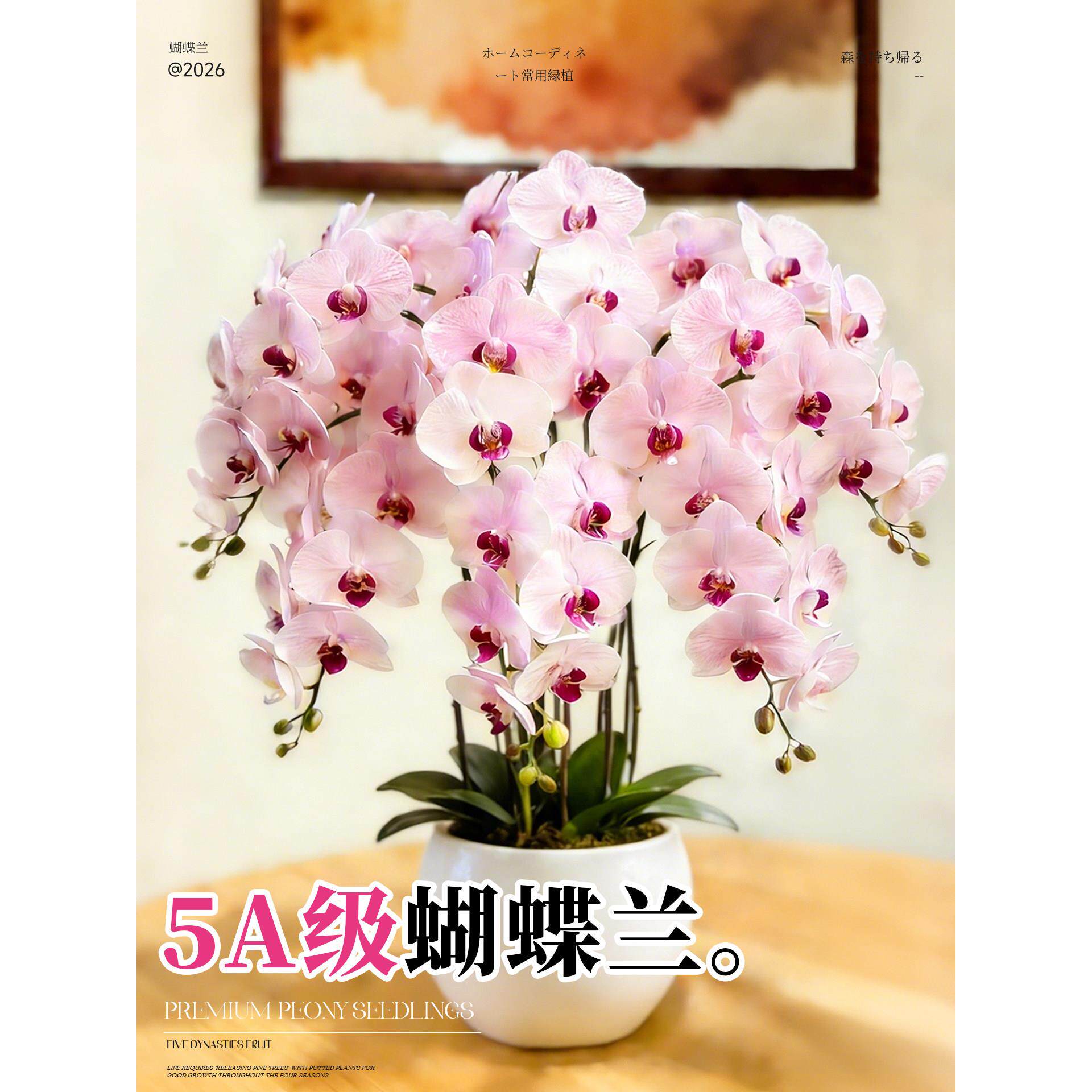 蝴蝶兰带花盆栽特大号多色年宵花卉苗四季好养室内客厅阳台绿植物