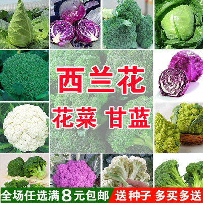 四季播蔬菜种子绿霸王西兰花种子花青花椰菜种子甘蓝包菜花菜籽
