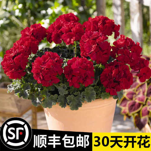 洛克重瓣天竺葵盆栽花苗