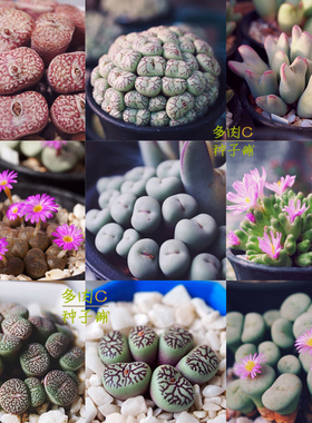 肉锥种子多肉进口灯泡毛汉尼勋章安珍番杏科Conophytum混合