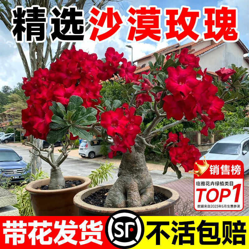 【即将开花】重瓣沙漠玫瑰老桩盆栽带花苞室内绿植阳台四季开花卉,鲜花速递/花卉仿真/绿植园艺,时令草本花卉,淘宝优惠券,粉丝福利购,淘宝优惠卷