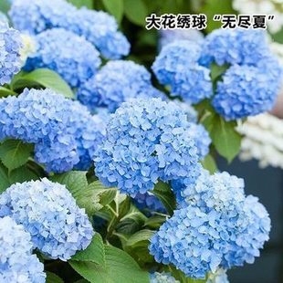 绣球花种子 阳台盆栽八仙绣球苗种子 紫阳花 天竺葵 洋绣球 种子