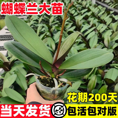 蝴蝶兰大苗带花苞易养盆栽