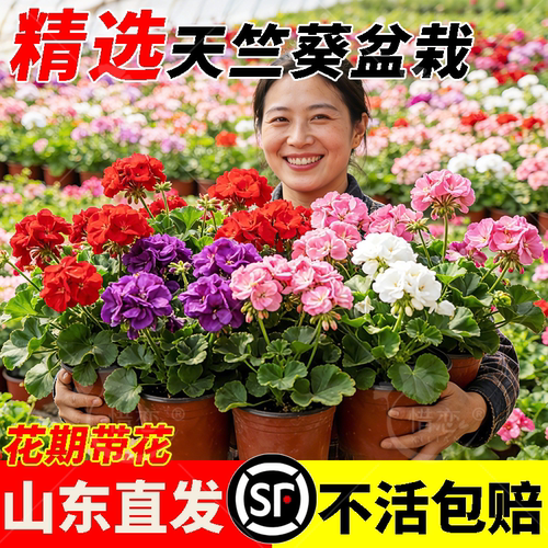 重瓣天竺葵盆栽四季带花好养