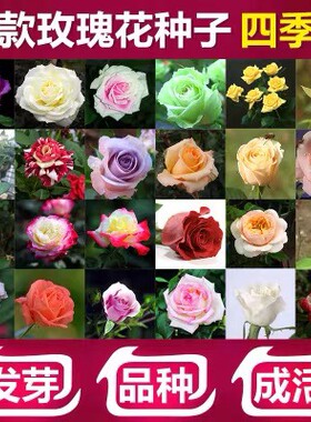 玫瑰花种孑红色玫瑰花种籽子易活盆栽四季种植室内外开花花卉种孑