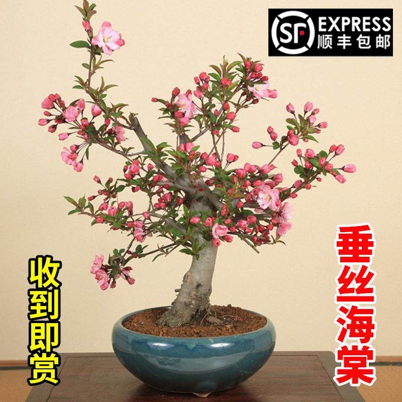 垂丝海棠花盆栽四季开花树苗盆景老桩鲜花卉绿植物室内年花好养活,鲜花速递/花卉仿真/绿植园艺,造型盆景,淘宝优惠券,粉丝福利购,淘宝优惠卷