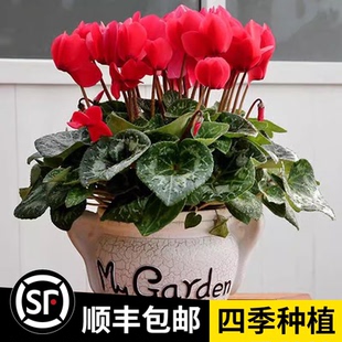 仙客来花大种球先客来花苗花种四季 好养原生花籽大球苗子迎客来花