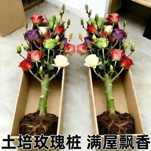 四季多色玫瑰老根桩当季开花月季苗室内外阳台盆栽大红浓香耐寒旱