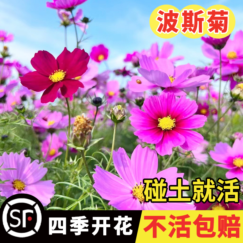 洛克四季种植波斯菊种子格桑花