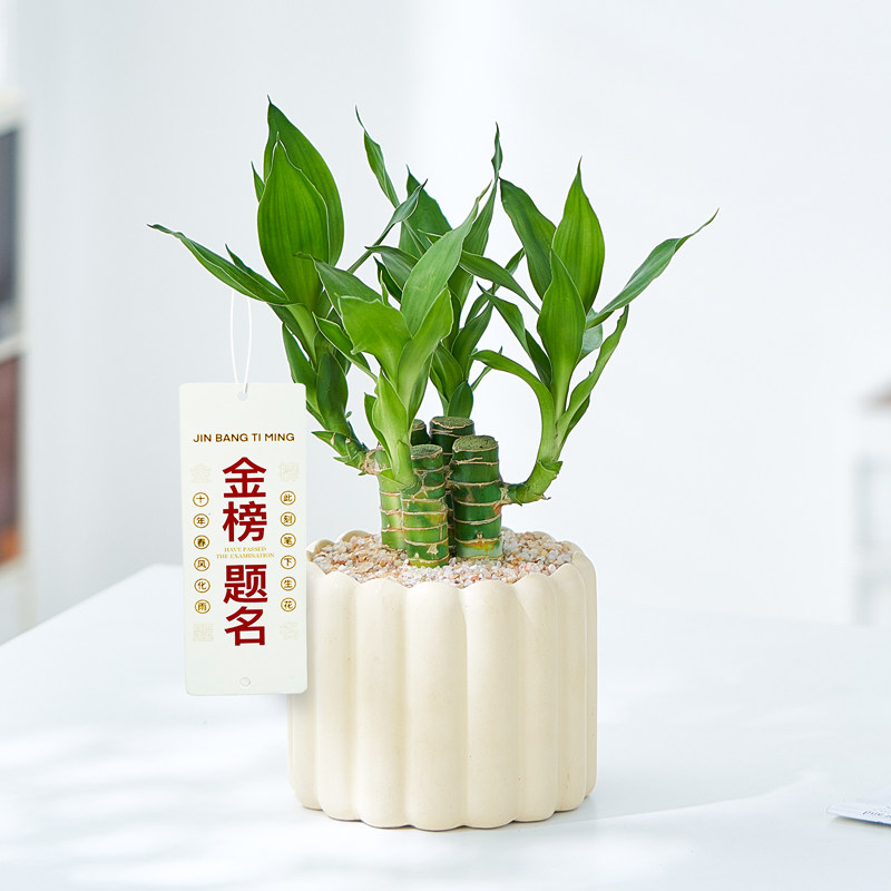 富贵竹盆栽文昌竹四支招财竹室内植物书桌桌面金榜题名趣味绿植物,鲜花速递/花卉仿真/绿植园艺,绿植,淘宝优惠券,粉丝福利购,淘宝优惠卷