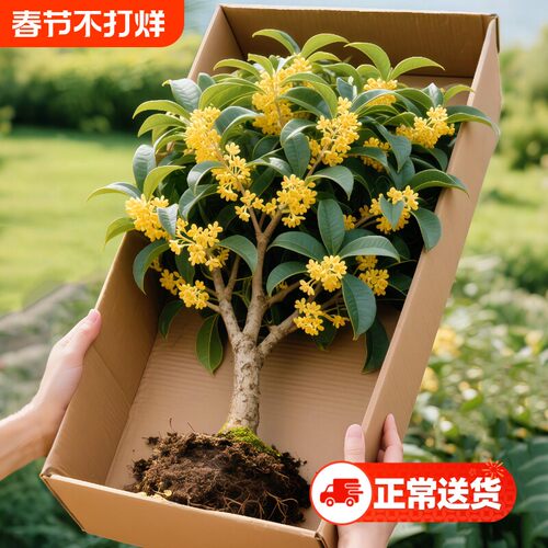 室内阳台桂花树苗耐寒耐阴易养