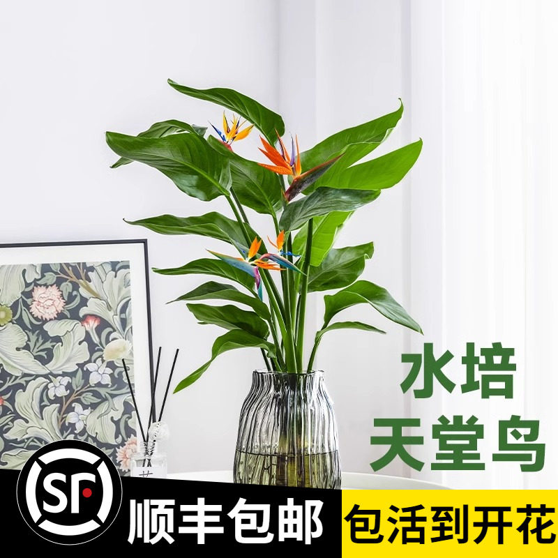 天堂鸟水培植物客厅绿植盆栽办公室内花卉桌面四季常青水养鹤望兰,鲜花速递/花卉仿真/绿植园艺,绿植,淘宝优惠券,粉丝福利购,淘宝优惠卷