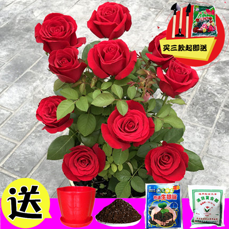 玫瑰花种子四季开花易活花