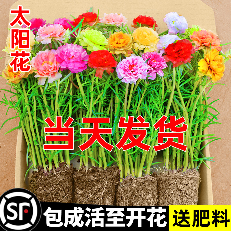 重瓣带根太阳花太阳花室内大花