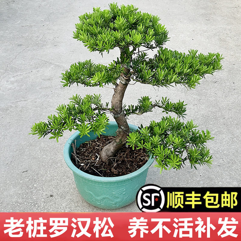 老桩罗汉松大型盆景小叶雀舌造型树苗好养迎客松室内桌面盆栽绿植,鲜花速递/花卉仿真/绿植园艺,造型盆景,淘宝优惠券,粉丝福利购,淘宝优惠卷