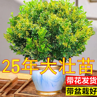 香水米兰花盆栽室内阳台好养老桩树苗四季浓香型鲜花卉驱蚊绿植物