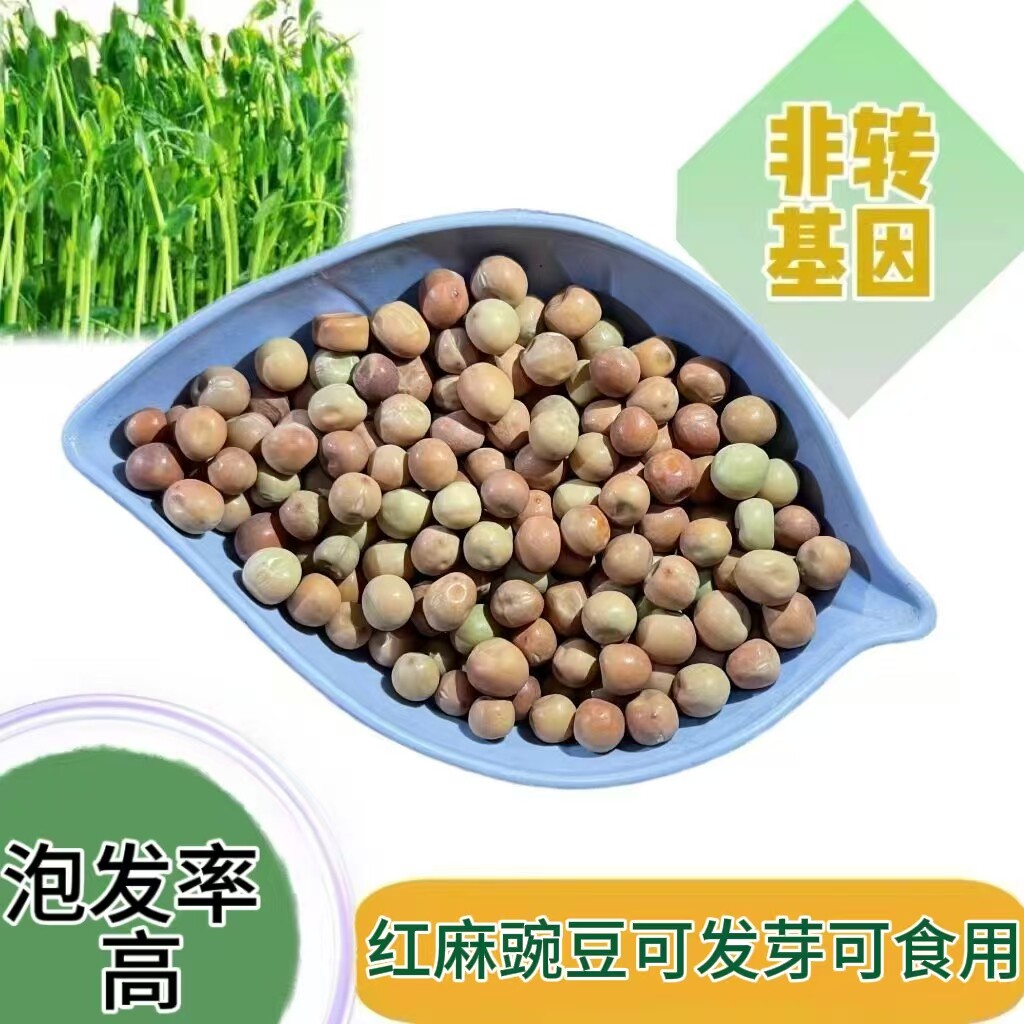 红麻豌豆豌豆尖发芽豌豆豌豆苗吃苗蔬菜发芽用豆