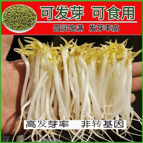 绿豆芽菜牙苗绿菜豆籽芽用豆芽绿豆芽