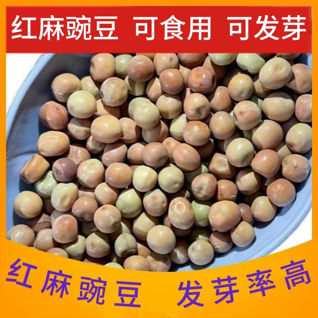 红麻豌豆豌豆尖发芽豌豆豌豆苗吃苗蔬菜发芽用豆