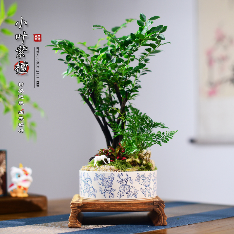 小叶黑骨茶紫檀盆景国风室内茶室办公书房好养盆景绿植盆栽送礼品