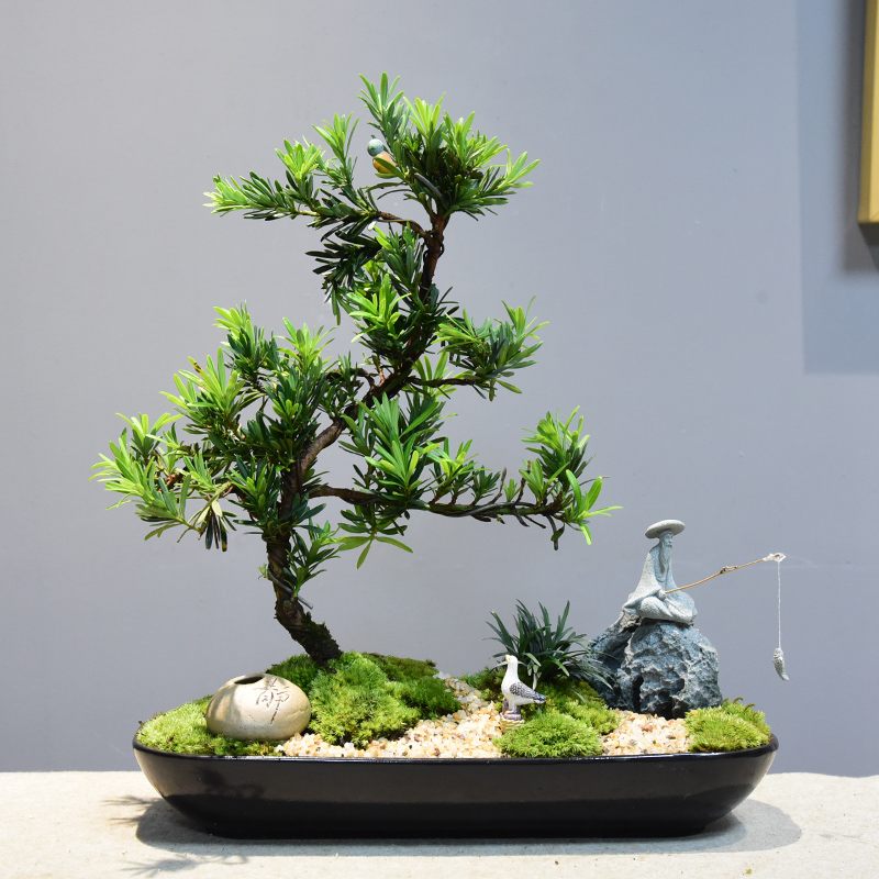 罗汉松盆景室内绿植复古中式盆栽客厅办公室四季常青好养植物送礼